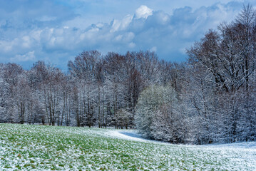 Leśny zagajnik po przejściu śnieżycy, wiosna w Polsce. Łąka i drzewa pokryte śniegiem, niebo pochmurne. 