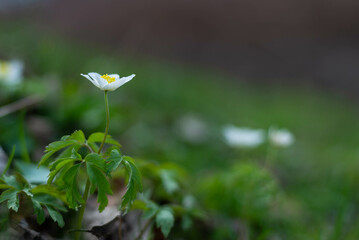 Wiosenna roślina trująca, zawilec gajowy (Anemone nemorosa L.), białe kwiaty z żółtym środkiem. 