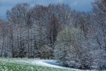 Łąka pod lasem po przejściu burzy śnieżnej, trawa, drzewa, śnieg i chmury.