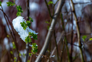 Młode liście pokryte topniejącym śniegiem, czerwony bokeh. - obrazy, fototapety, plakaty