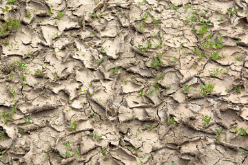 Dry soil in the field and sprouting plants