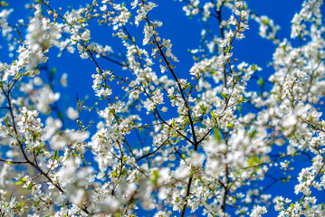 Cherry blossom branch in the garden in spring
