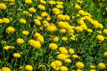 Yellow dandelions blooming on grass background
