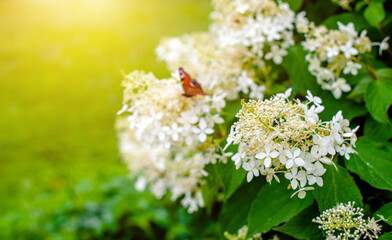 Jasmine blossom branch in the garden in spring
