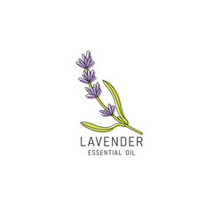Vector packaging design element and icon in linear style - lavender oil - healthy vegan food. Logo sign. © oxygen_8