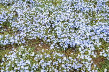 茨城県ひたちなか市のネモフィラ畑