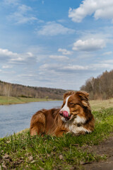 Happy Aussie is resting in park in clearing on warm sunny day. Brown Australian Shepherd puppy lies in green grass by river. Licking nose, portrait in profile.