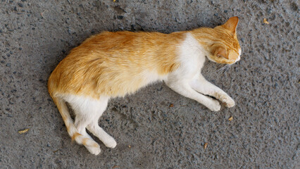 Cat lying and sleeping on the stone ground background. Top view of beautiful young yellow, orange and white cat.