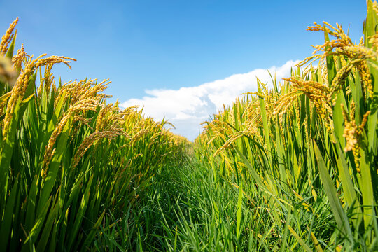 Mature rice in rice field, The rice fields are under the blue sky.