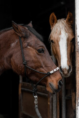 Obraz premium brown horse in the entrance of a stable with second horse in the background blured out