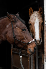 brown horse in the entrance of a stable with second horse in the background blured out