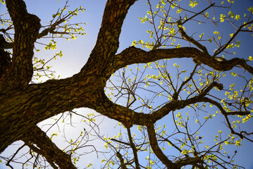 Fototapeta na wymiar Beautiful tree with budding leaves against blue sky on sunny day, low angle view