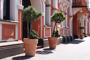 Fototapeta na wymiar Beautiful potted plants near building on sunny day