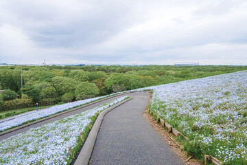 Fototapeta premium 茨城県ひたちなか市のネモフィラ畑