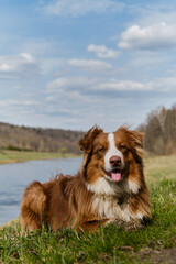 Happy Aussie is resting in park in clearing on warm sunny day. Brown Australian Shepherd puppy lies in green grass by river.