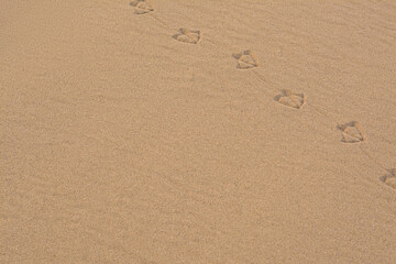 Bird tracks on beach sand. Space for text