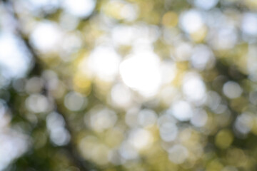 Blurred view of green tree outdoors. Bokeh effect