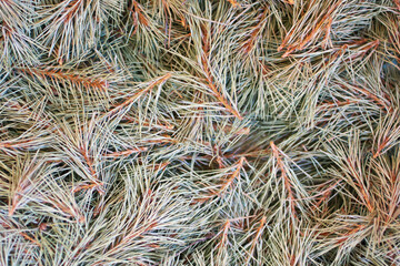 Naklejka na ściany i meble Dried pine branches. Top view. Nature, botany, textured background