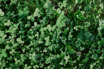 Fresh green leaves of clover grass and micro clover for lawn in the rays of summer sunlight,...
