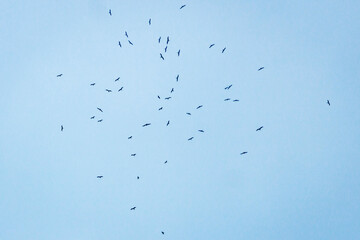 Birds flight around