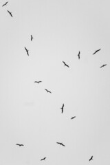 Birds in flight black and white