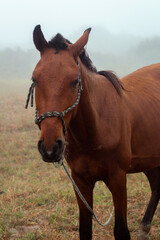 Obraz premium Horse in the field