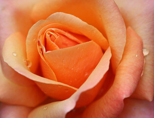 Rose close up