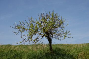 Arbuste