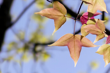 フウノキの葉の輝き