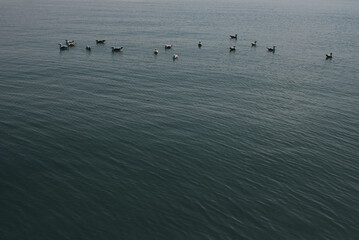 Mouettes en attente