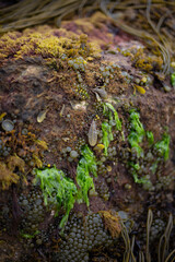 Various Seaweed Species on a rock