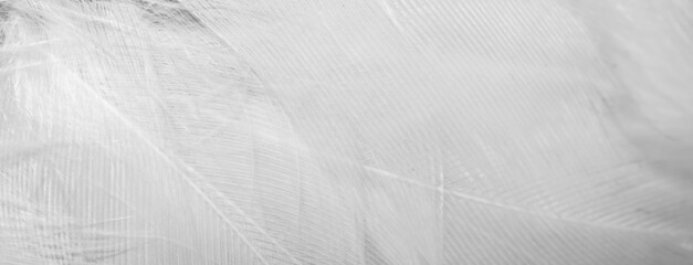 white feathers macro photo. background or texture