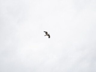 Seagull flying cloudy sky