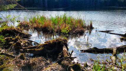 Dead tree and reeds grow on the shore of Hawkins Pond in Upstate NY, Broome County.