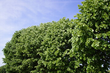 Tilia tomentosa, known as silver linden in the US  and silver lime in the UK, is a species of...