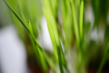 Herbe à chat en pot