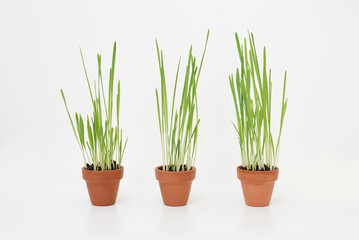 Herbe à chat en pot