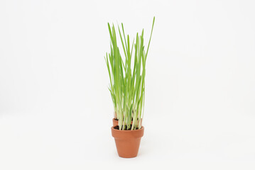 Herbe à chat en pot