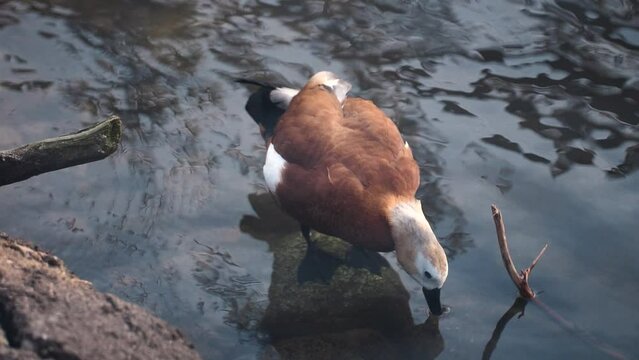 Distinctive Ruddy shelduck brahminy duck stranded hydrating