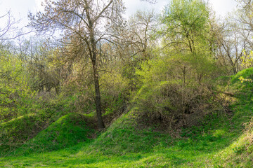 Fototapeta na wymiar Beautiful landscape in spring time with green and wave hills. Grass field with trees and and warm sun shine. Amazing view panoramic. Beauty in nature.