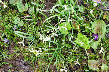 A bush of the first flowers of snowdrops in a meadow among streams in a meadow under a mountain. The concept of primroses in the natural environment. Horizontal orientation.