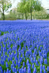 Beautiful blue Muscari flowers in spring park, floral abstract natural background. spring blossom season. Gentle colorful artistic nature image