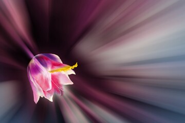 Passiony tulip
