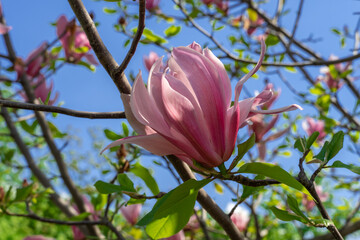 Fototapeta premium Close-up magnolia flowers. Tree blossoms in spring time dark pink buds. Tender petals in sunlight against the blue sky. Beauty in nature.