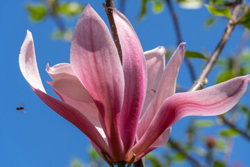 Close-up magnolia flowers. Tree blossoms in spring time dark pink buds. Tender petals in sunlight against the blue sky. Beauty in nature.