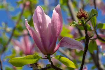 Close-up magnolia flowers. Tree blossoms in spring time dark pink buds. Tender petals in sunlight in the park. Beauty in nature.