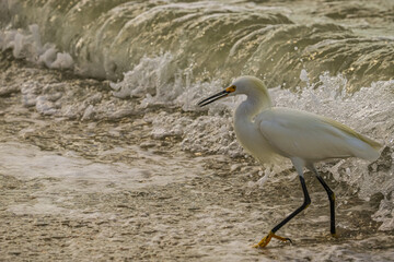 egret on the beach