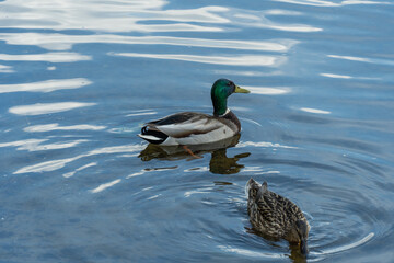 Fototapeta premium Wild mallard duck swims in the river. Bright beautiful male and female in the spring in the pairing season. Birdlife in wild nature.