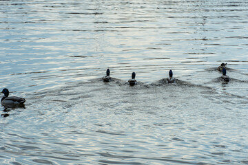 Group wild mallard duck swimming in the river. Head and neck male are green, chest is brown, back is gray. Birdlife anas platyrhynchos in nature.