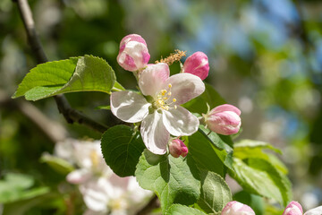 Apple blossoms during spring season in the garden. Beautiful branches of white pink flowers and young green leaves on fruit tree in sunny day. Flora pattern nature texture background.